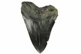 Bargain, Fossil Megalodon Tooth - South Carolina #124187-2